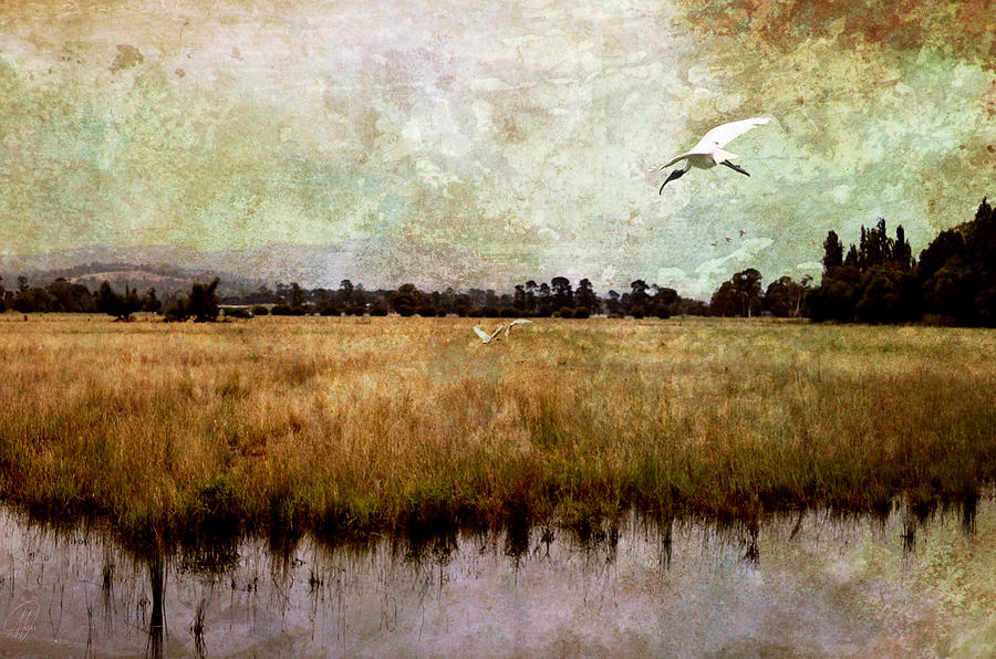 Wetlands Digital Art by Margaret Hormann Bfa