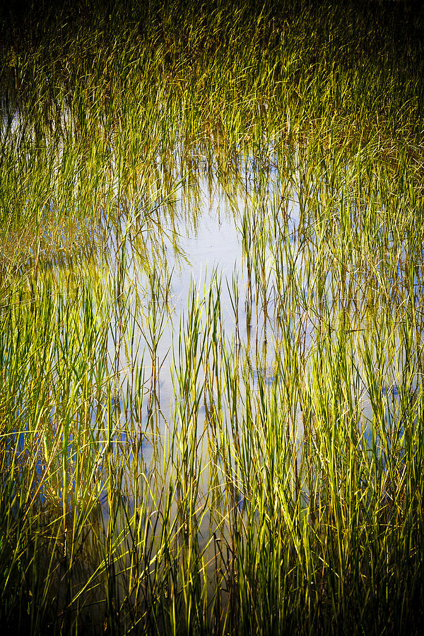 Wetlands Photograph by Marilyn Hunt