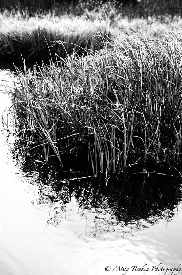 Wetlands Photograph by Misty Tienken