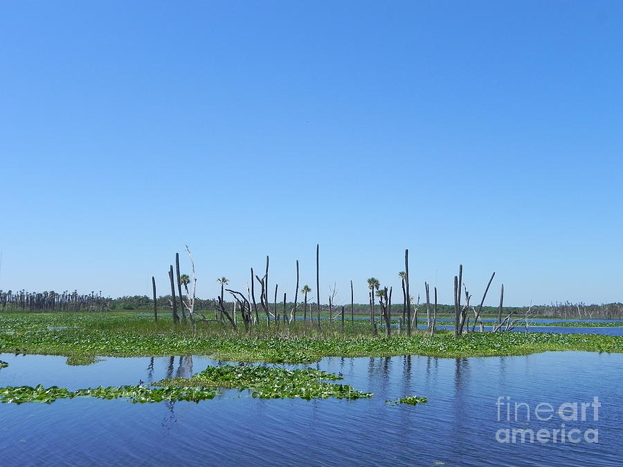 Wetlands Of Florida Photograph