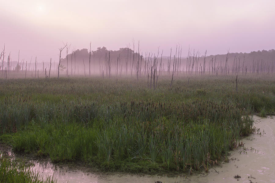 Wetlands Of Foggy Pastels Photograph by Angelo Marcialis