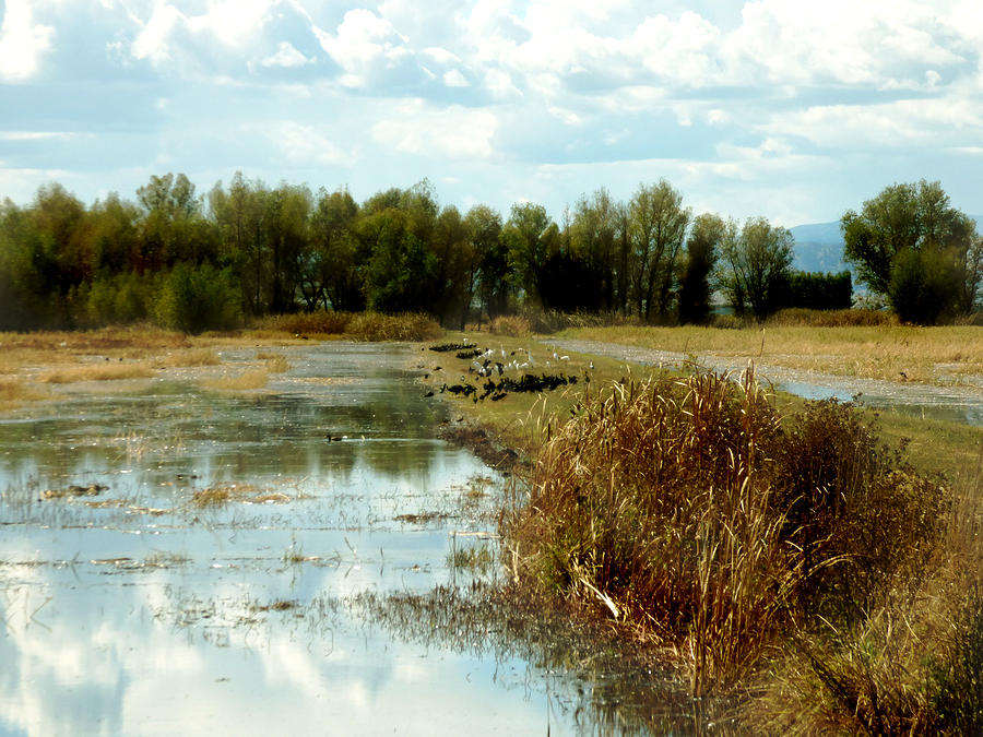 Wetlands Photograph by Pamela Patch