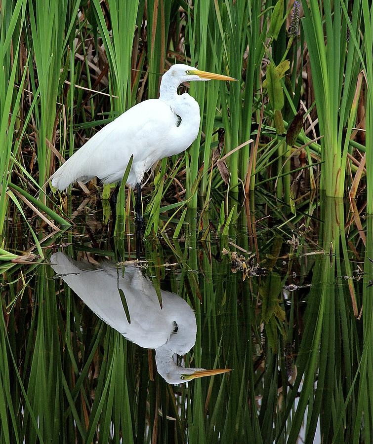 Wetlands Reflection Photograph by Cindy Rose - Fine Art America