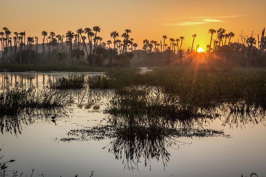 Wetlands Sunrise Photograph by David Hart