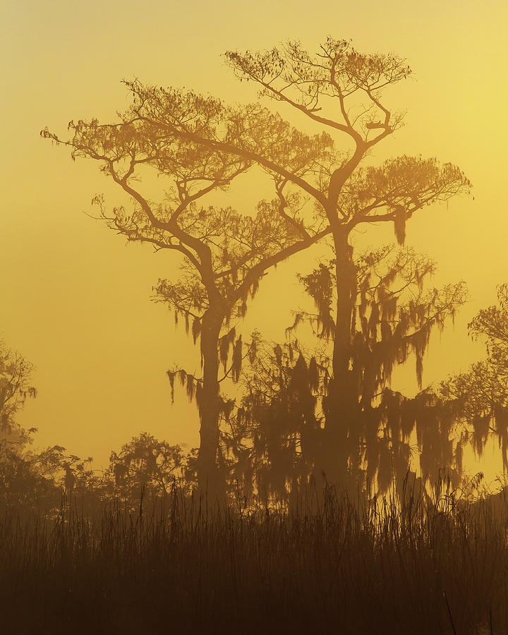 Wetlands Trees in Golden Fog Photograph by Stefan Mazzola