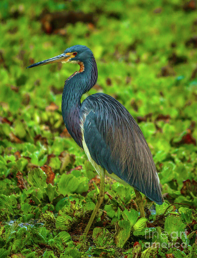Wetlands Tricolored Heron Photograph by Tom Claud