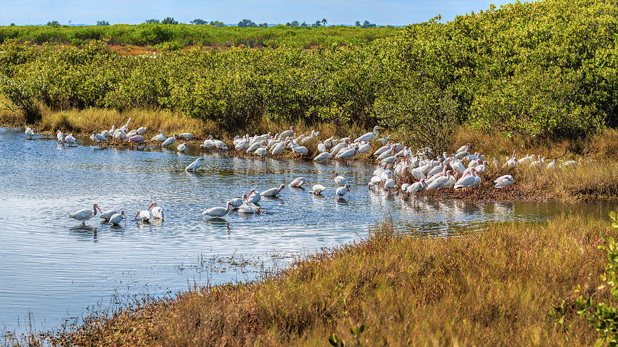 Wetlands Watering Hole Photograph