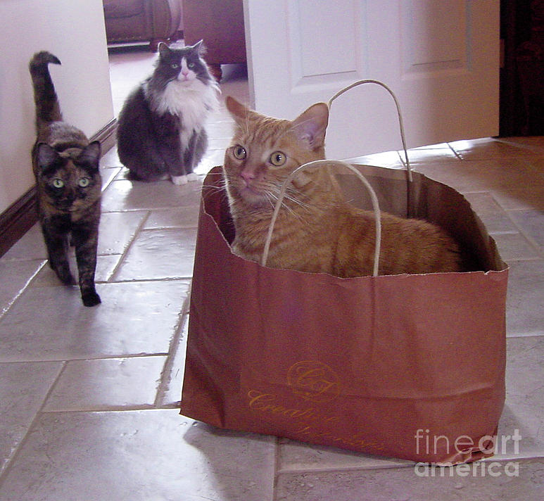 Weve Got the Cat in the Bag Photograph by Donna L Munro