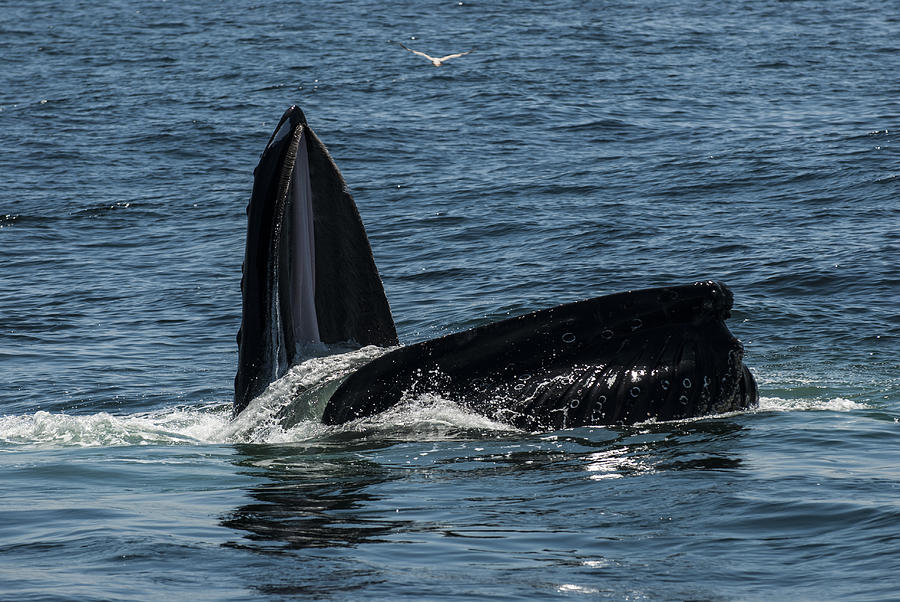 Whale Open Mouth Photograph by Clifford Pugliese - Fine Art America