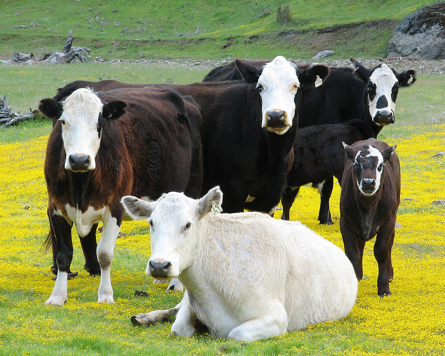 Whachu Lookin At? - Cattle in Northern California Photograph by Darin Volpe
