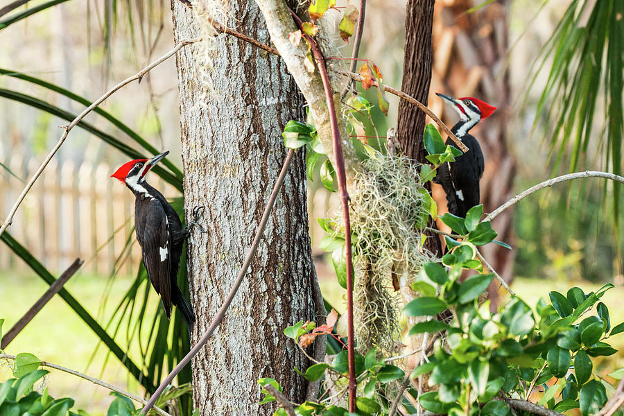 Whacking Woodpeckers Photograph