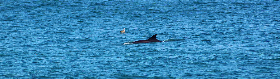Whale and a bird Photograph by Habib Ayat