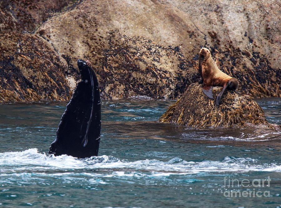 Whale and Seal Photograph by Robert Pilkington