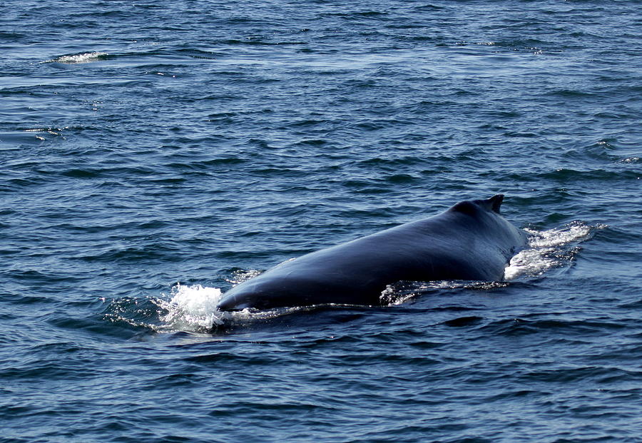 Whale approaches Photograph by Jeff Kurtz