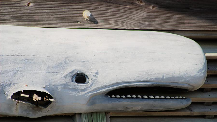 Whale Art by WhiteoakorganicsLLC Gallery Whale Art by WhiteoakorganicsLLC Gallery