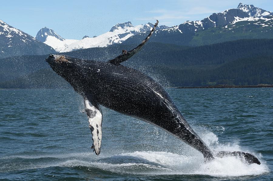 Whale Belly Photograph by Kathryn Curreri - Fine Art America