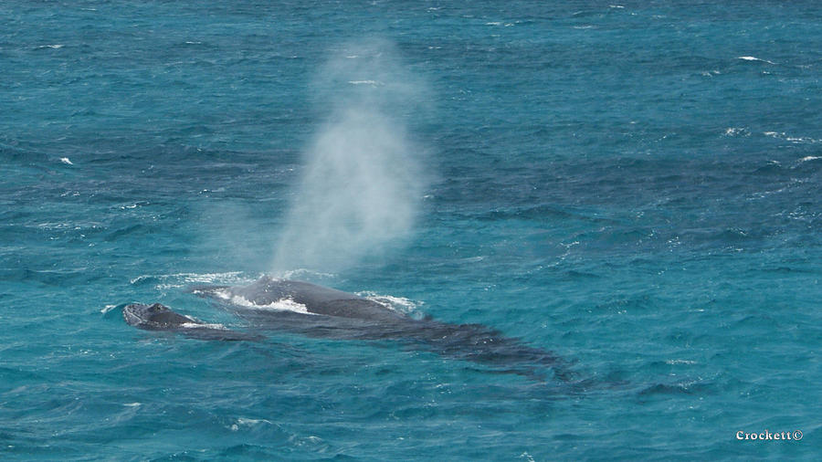 Whale Blow Photograph by Gary Crockett - Fine Art America