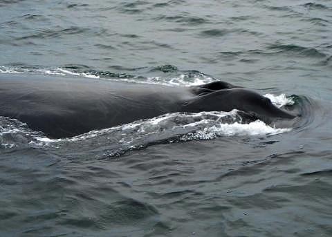 Whale blowhole Photograph by Thomas Merrill - Fine Art America