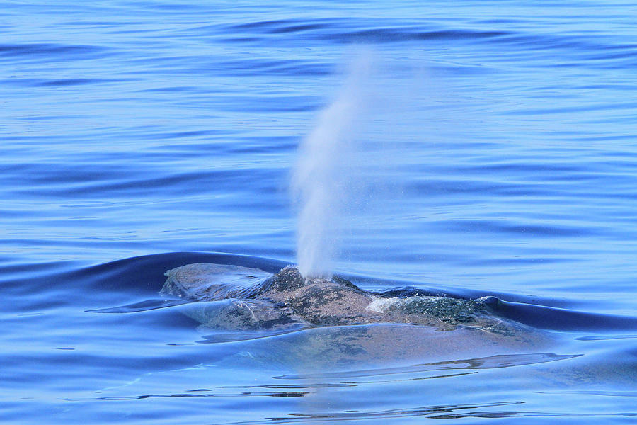 Whale Breath  Photograph by Shoal Hollingsworth