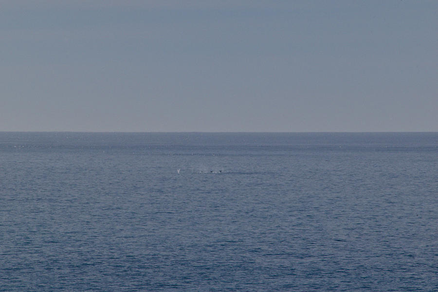 Whale Family Photograph by Kellie Prowse