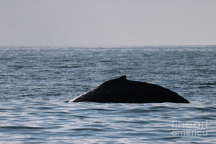 Whale Photograph - Whale Fin by Suzanne Luft