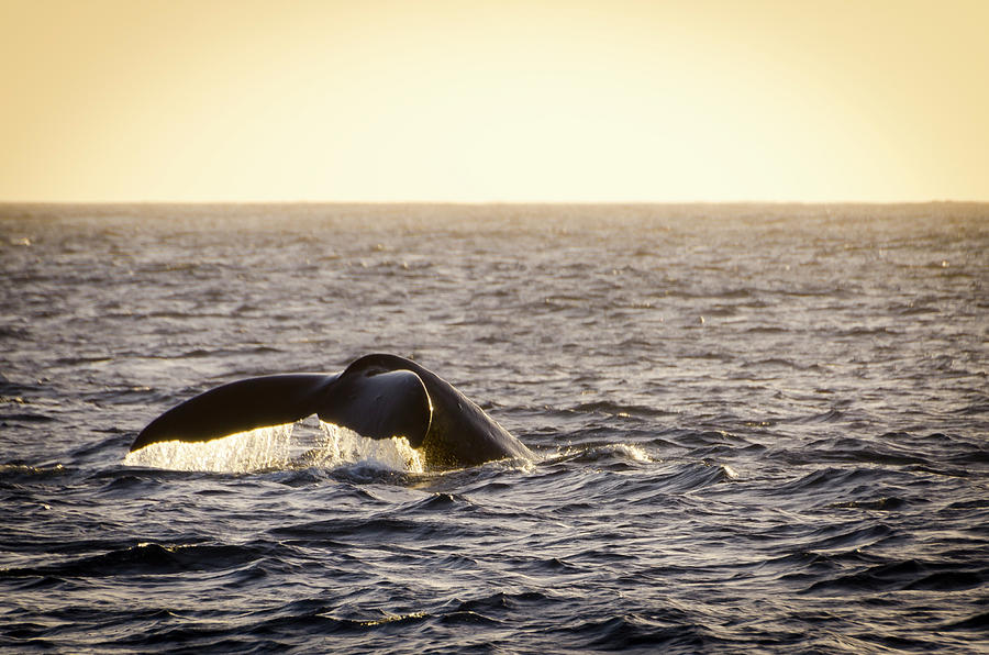 Whale Fluke Photograph by Daniel Murphy