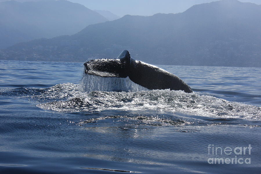 Whale Fluke Photograph by Nicola Fiscarelli
