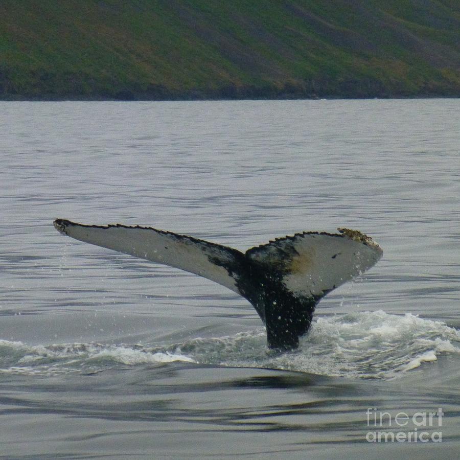 Whale Flukes Photograph by Barbie Corbett-Newmin