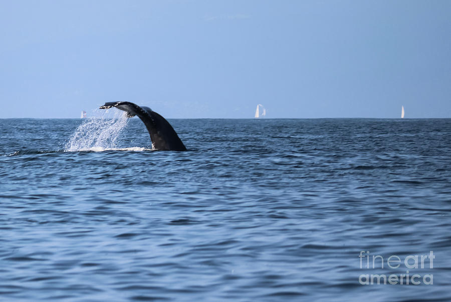 Whale Fluking Photograph by Suzanne Luft