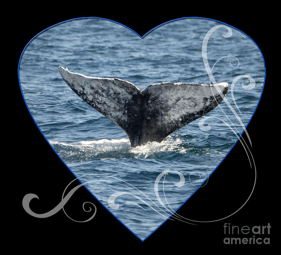 Whale Heart Photograph by Loriannah Hespe