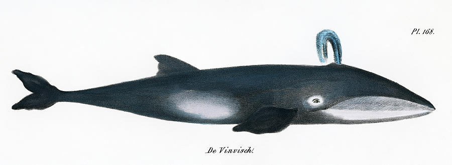 Whale Drawing by Vincent Monozlay