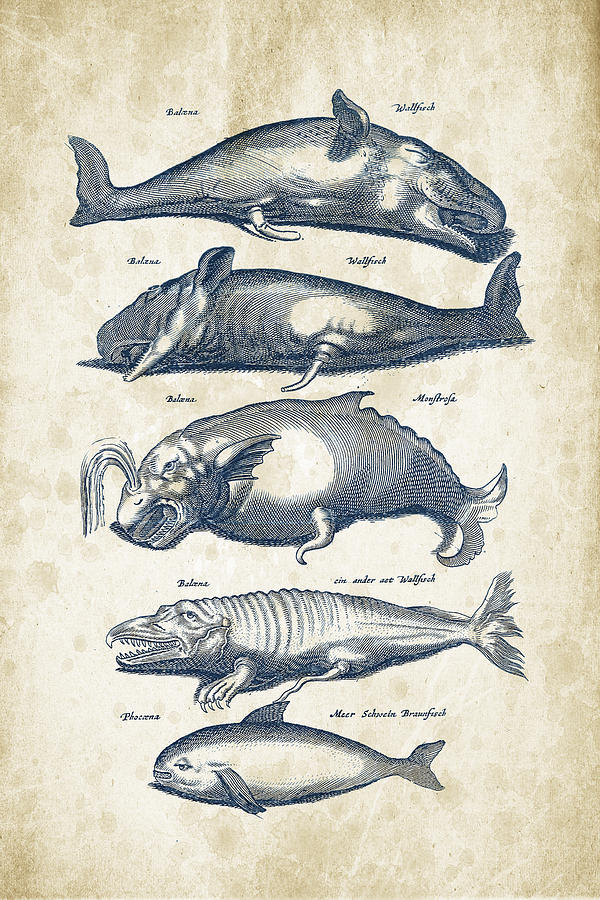 Whale Digital Art - Whale Historiae Naturalis 08 - 1657 - 41 by Aged Pixel