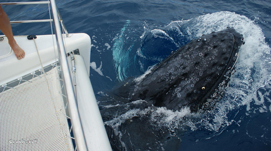 Whale Hits Boat 2 0f 4 Photograph by Gary Crockett - Fine Art America