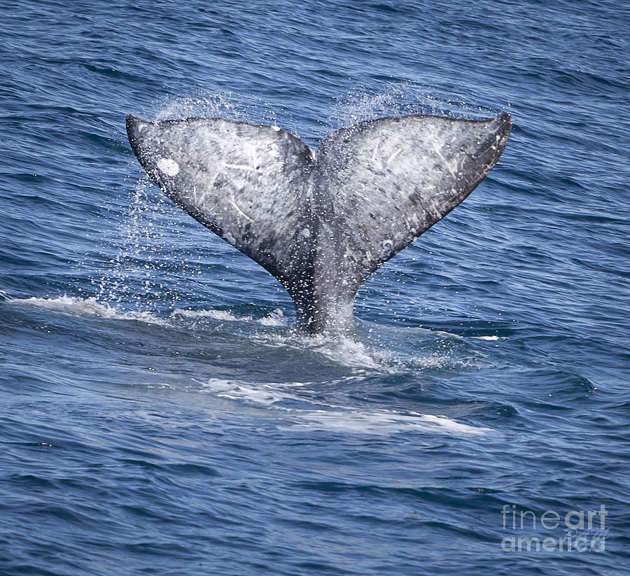 Whale Love Photograph by David Millenheft