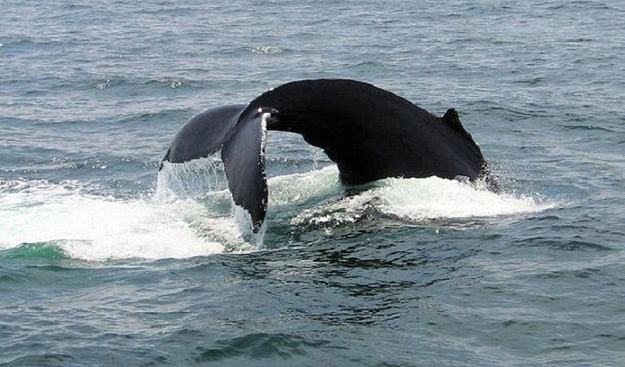 Whale of a Tail Photograph by Charles HALL - Fine Art America