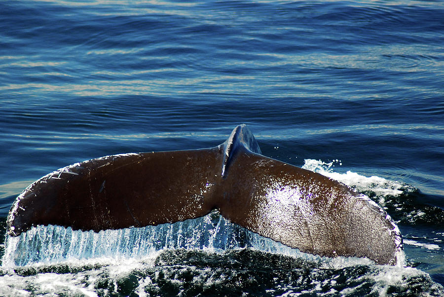 Whale of a Tail Photograph by James Kirkikis