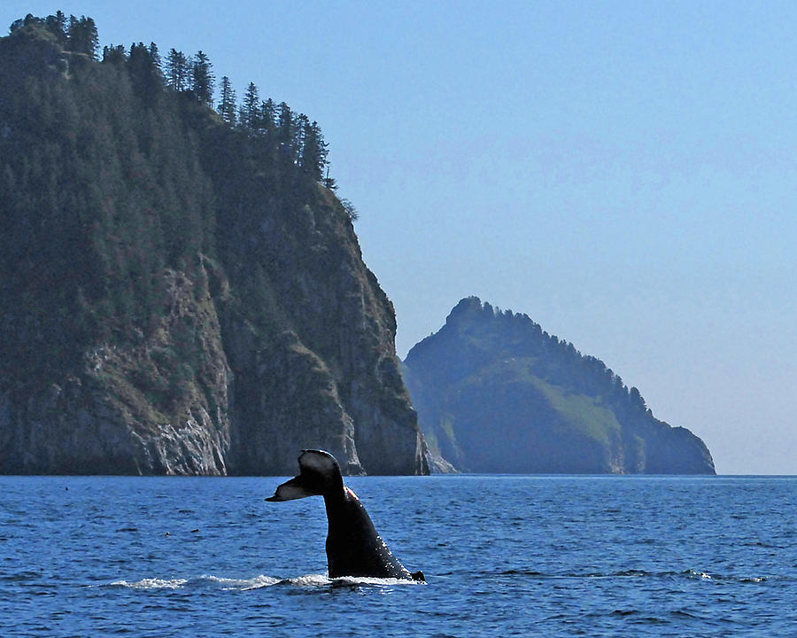 Whale of a Tail Photograph by Ted Keller