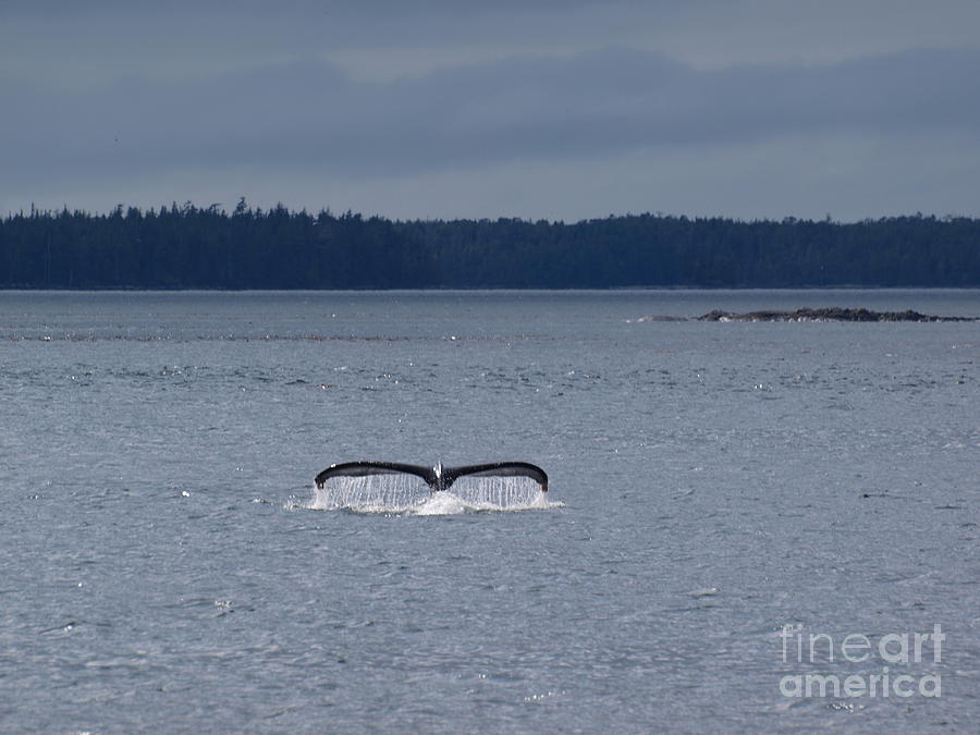 Whale of a Tail Photograph by Vivian Martin