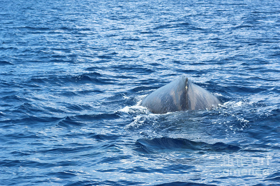 Whale in Maui Photograph by Rupali Kumbhani