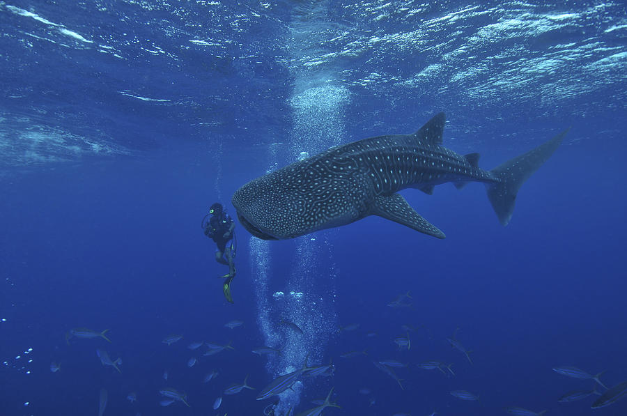 Whale Shark And Diver, Maldives Photograph by Mathieu Meur