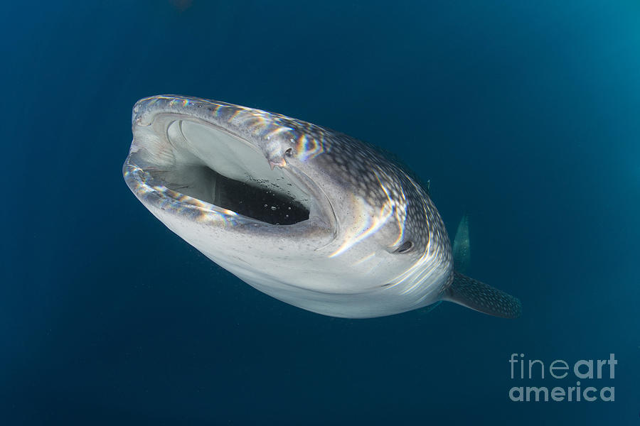 Whale Shark Coming Up From The Depths Photograph
