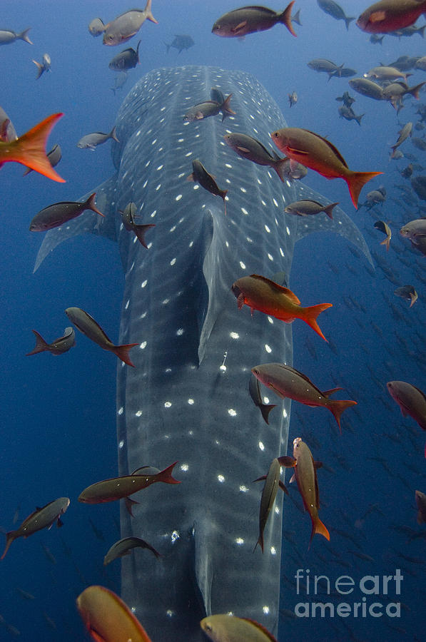 Whale Shark Galapagos Islands Photograph by Pete Oxford