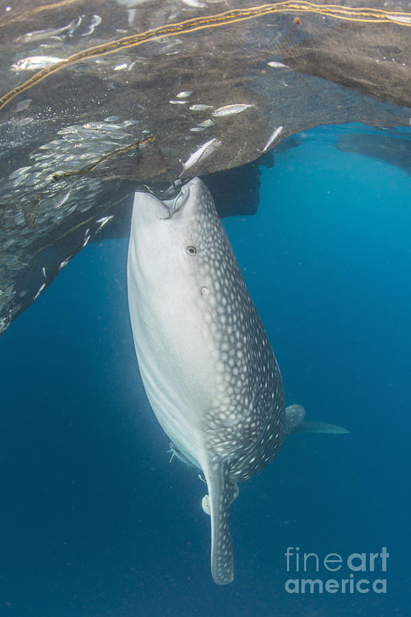 Whale Shark Sucking At Fishing Nets Photograph