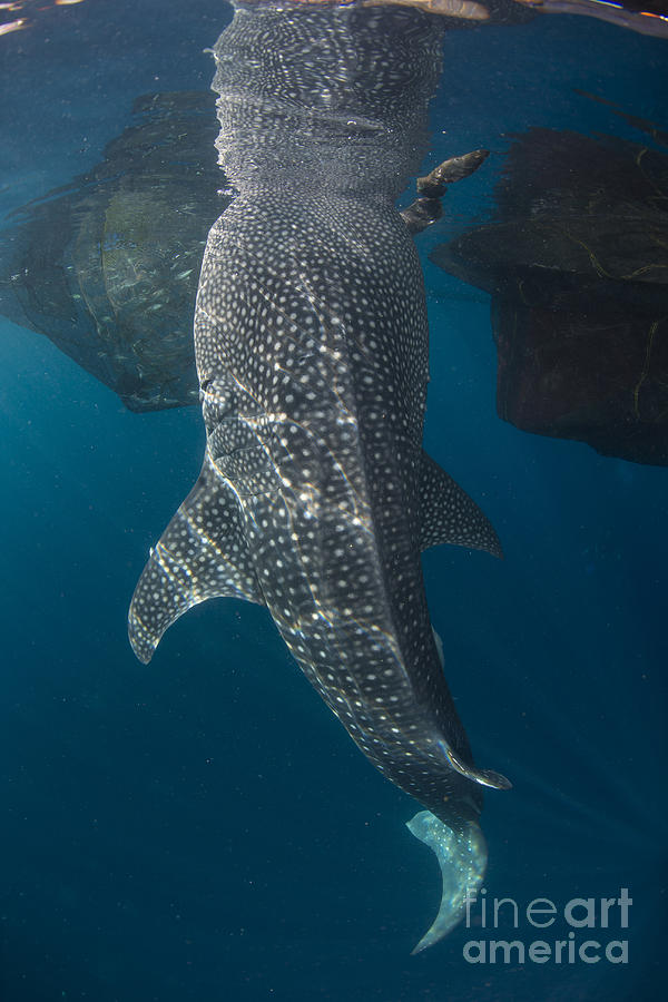 Whale Shark With Head Reflected Photograph
