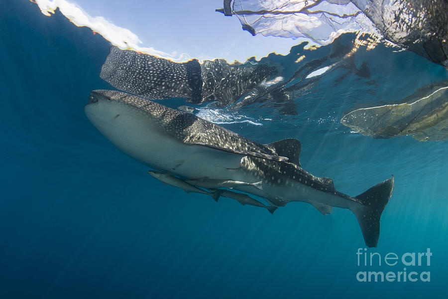 22+ Whale Shark And Remora Fish Images