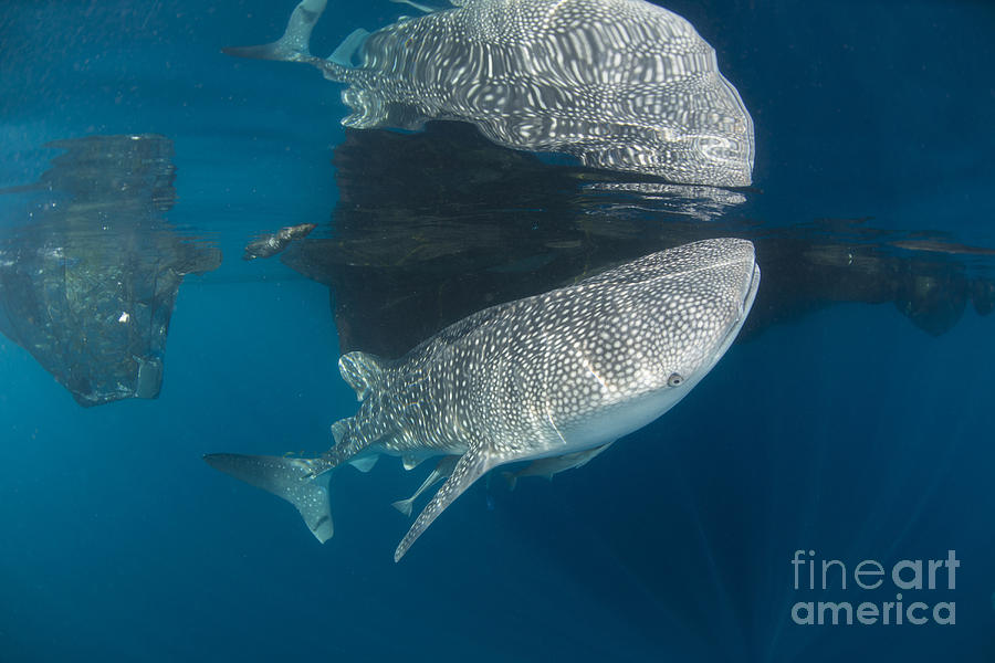 Whale Shark With Remora, Its Body Photograph