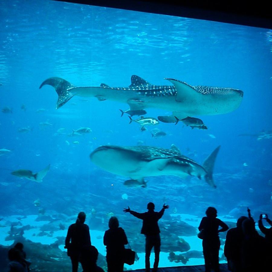 Whale Sharks At The Georgia Aquarium Photograph by Lars Lentz