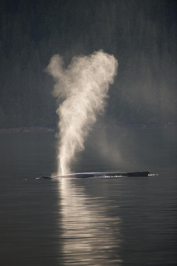 Whale Spray Photograph by Bill Cubitt