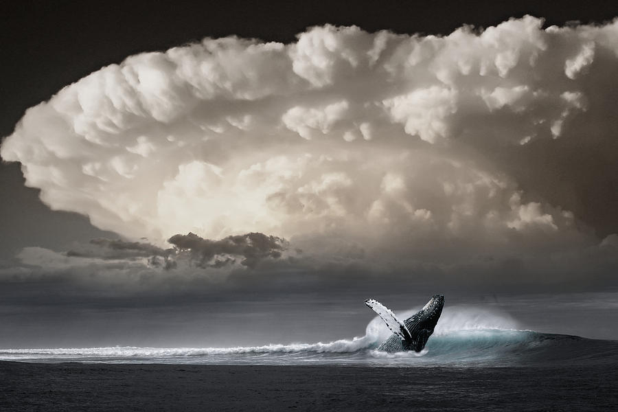 Whale Storm Photograph by Ally White