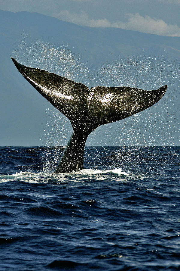 Whale Tail #3 - A Humpback Whale Shows It's Tail Photograph By Nature 